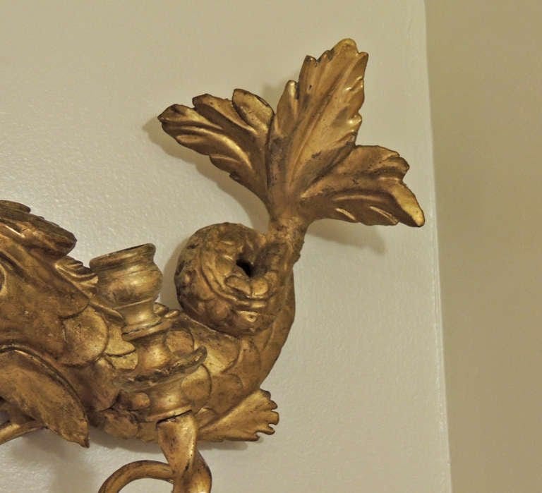19th Century American Dolphin Giltwood Sconces